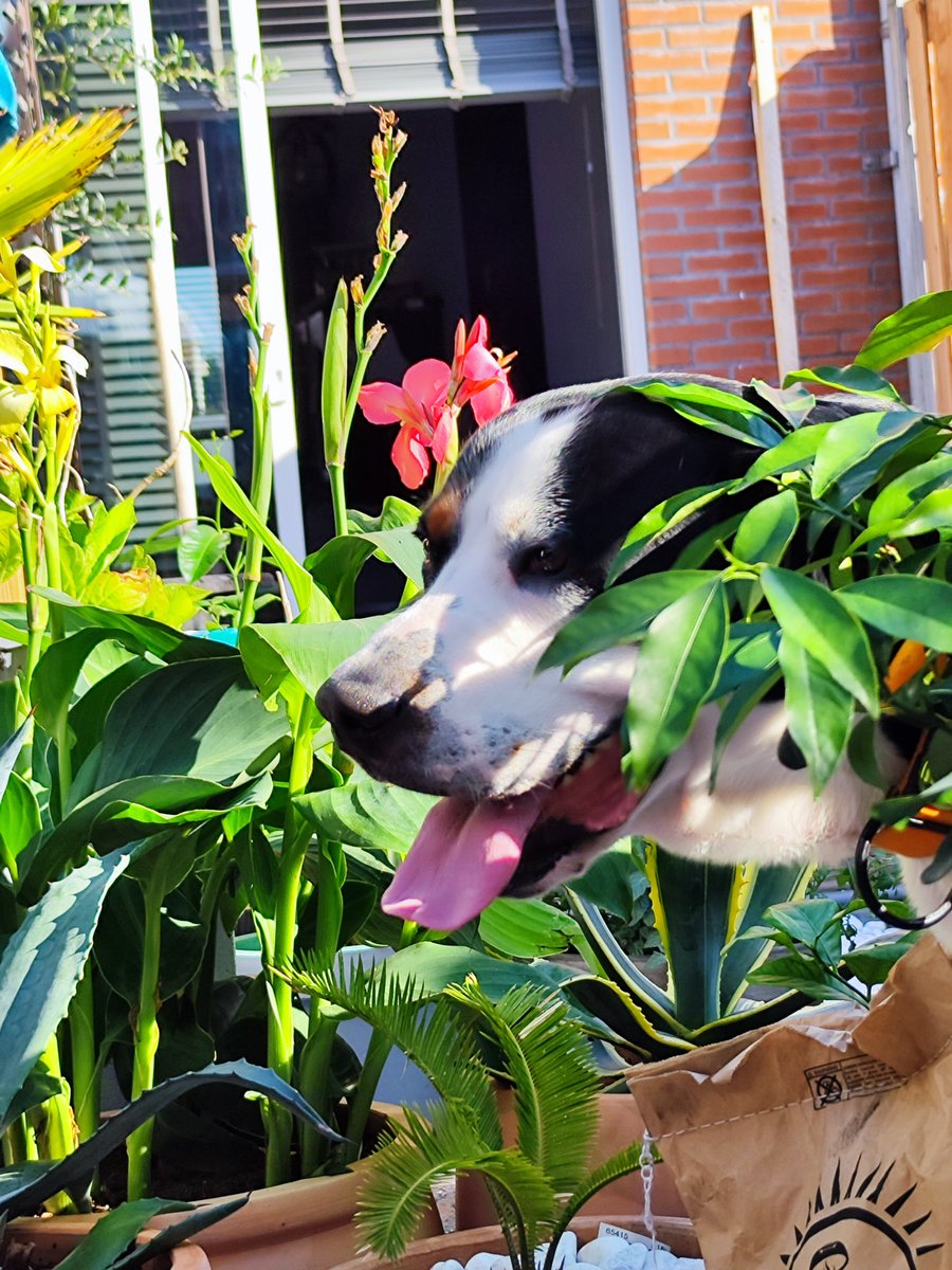 Wanneer er vlees op de BBQ ligt en je niet in de buurt mag komen 🤣