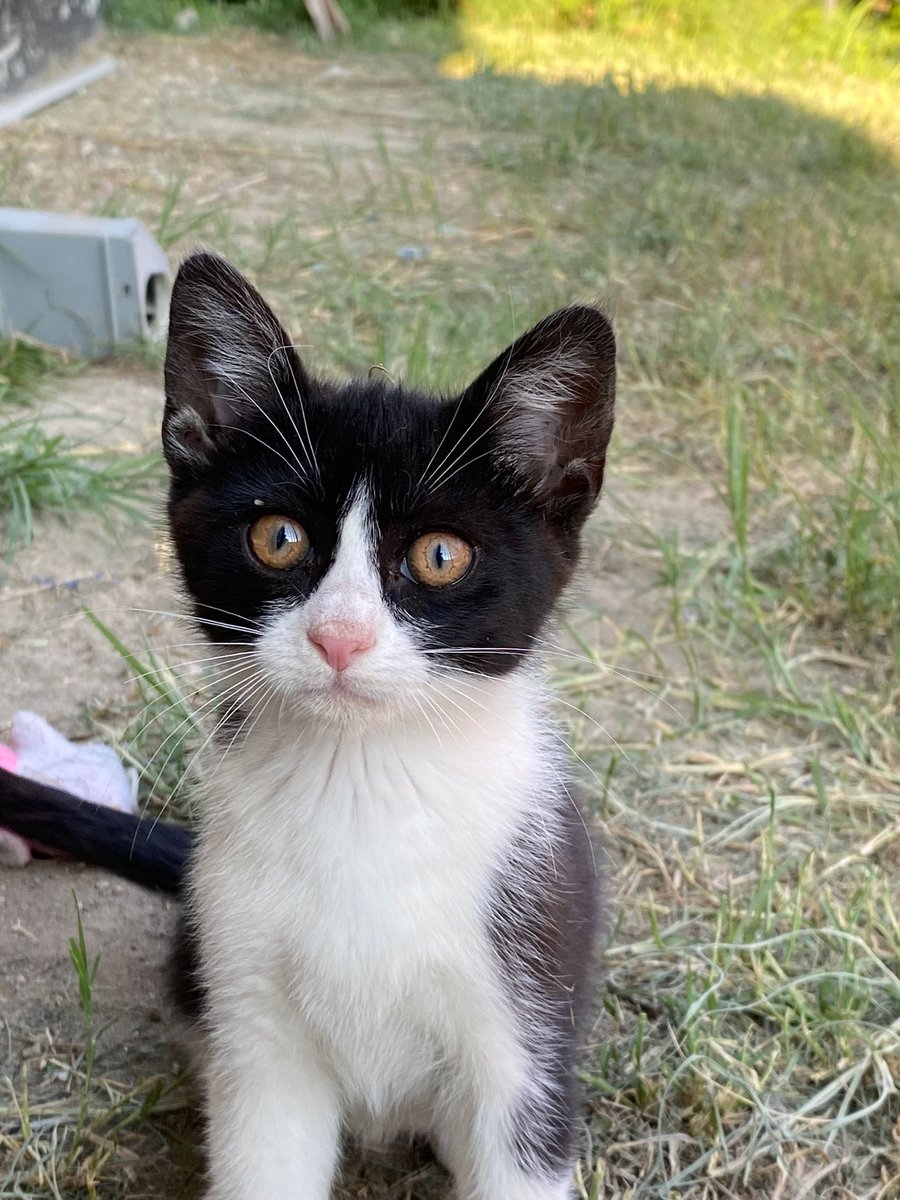 Trovare casa o stallo per Ciro è veramente molto urgente: si trova nei pressi di una strada molto trafficata. La persona che l'ha trovato non può prenderlo, in quanto ha già altri animali, se non potete adottare per favore condividete, grazie 
ass.qualazampaocchiobello@gmail.com