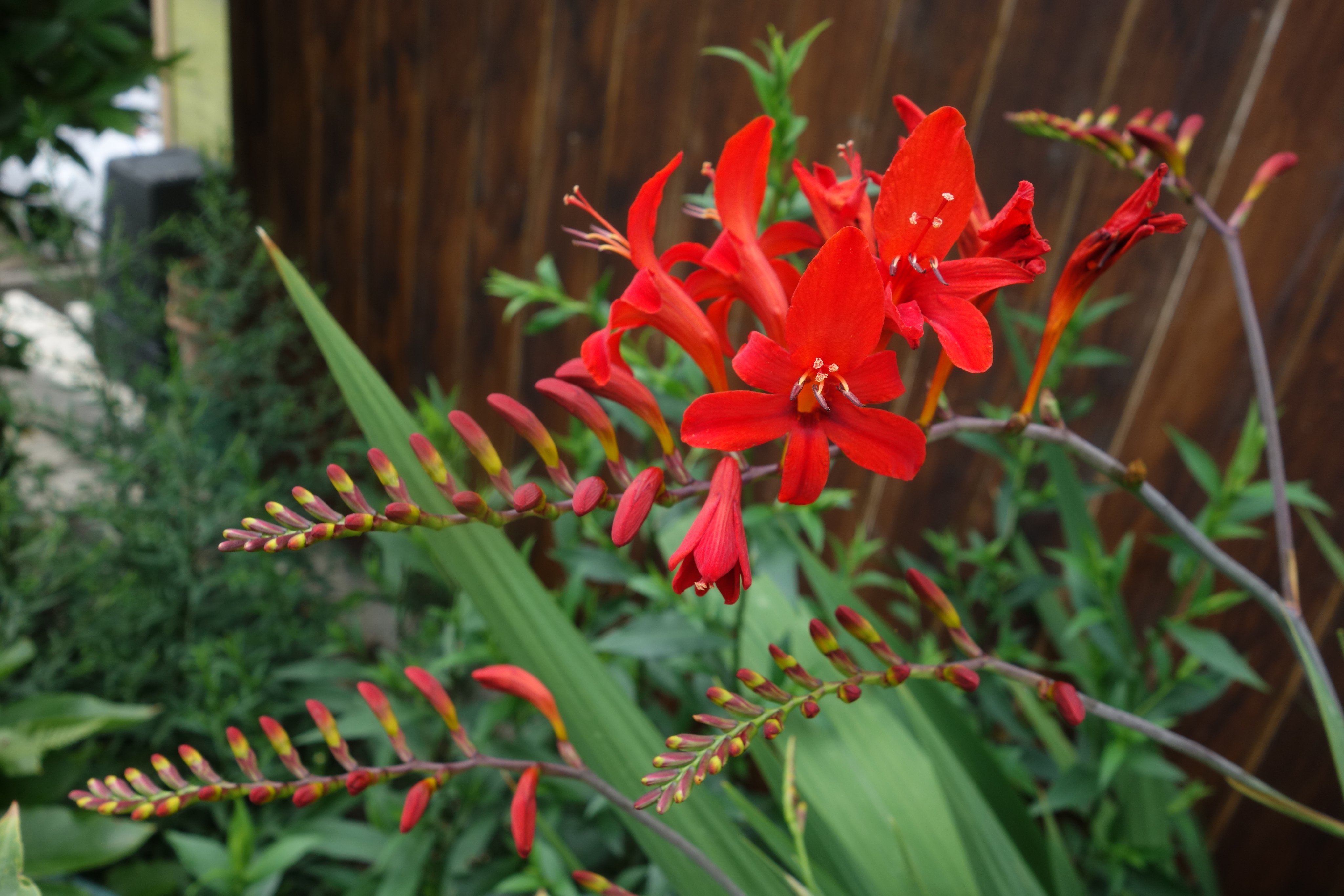 Stadtwurzel on Twitter "Montbretie (Crocosmia x crocosmiiflora