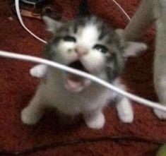 cupiful's tweet photo. https://t.co/5Kzsro2ufZ
