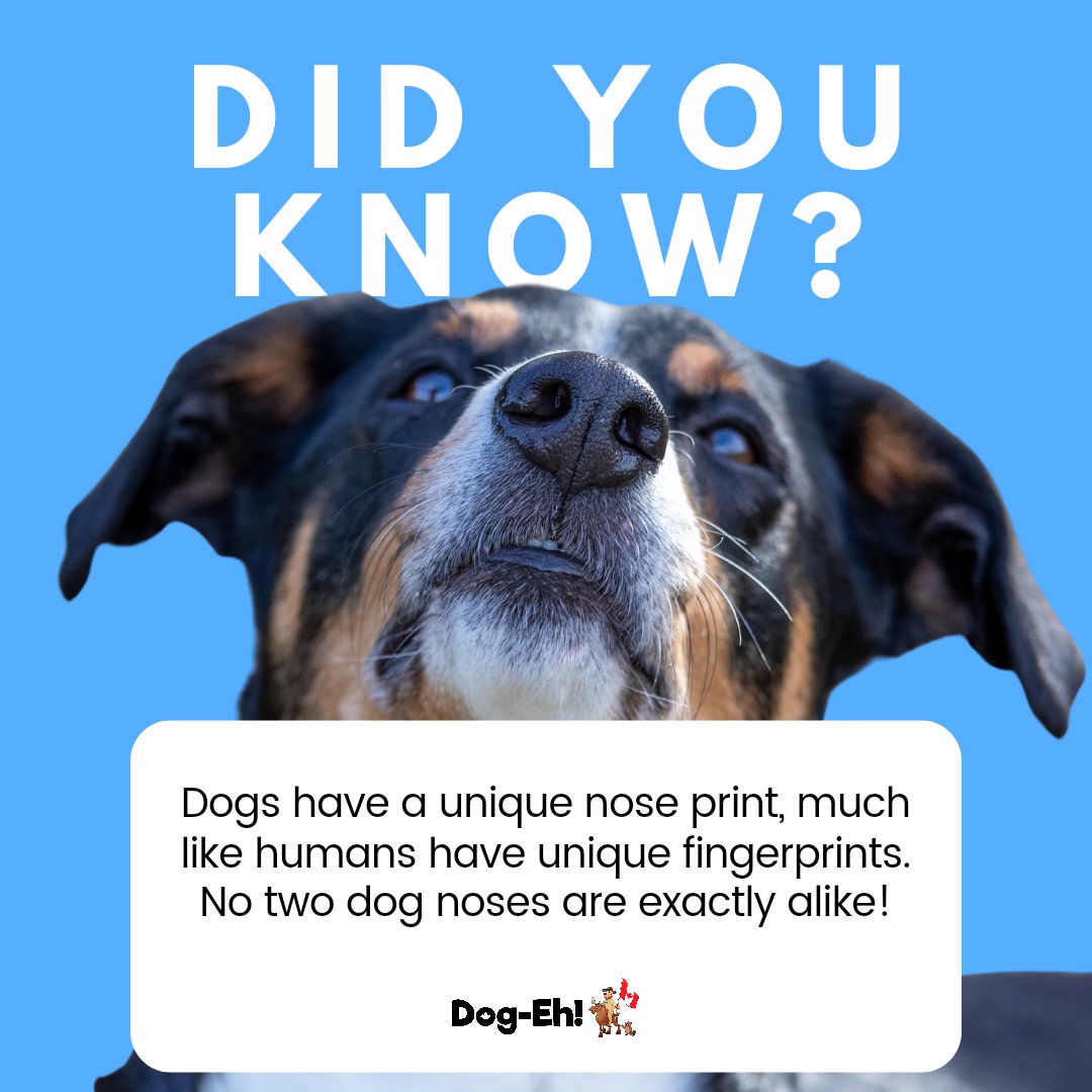 Did you know that every dog has a unique nose print, just like we humans have our own fingerprints?🐾 Drop a ❤️ if you find this fascinating and share with us: Does your furry friend's nose have a special pattern? 📸🐾 #dogfacts #fundogfacts #doginfo #noseprints #dognose #dogeh