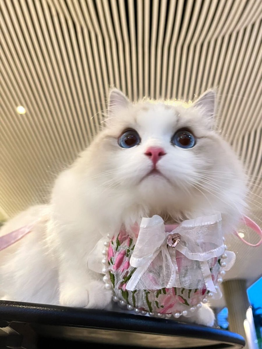 RhexClark's tweet image. meet a cute cat