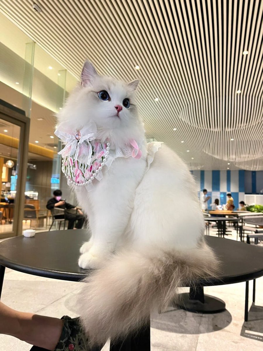 RhexClark's tweet image. meet a cute cat