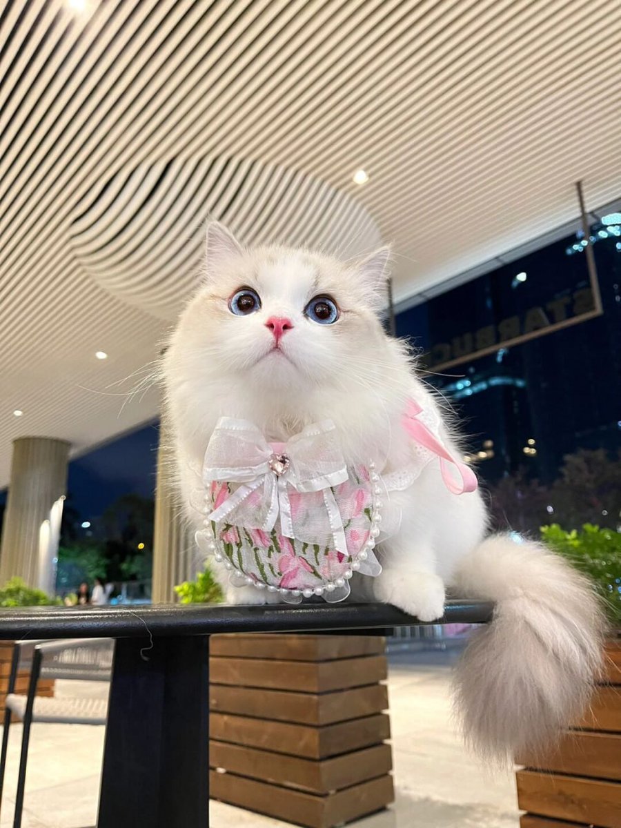 RhexClark's tweet image. meet a cute cat