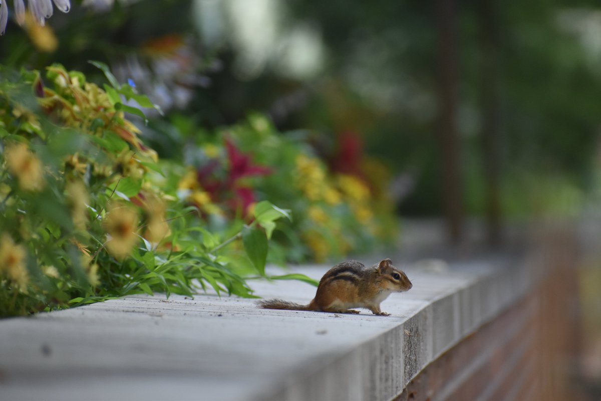 #universitycircle #wadeoval #nature #animals #chipmunks #flowers #summer