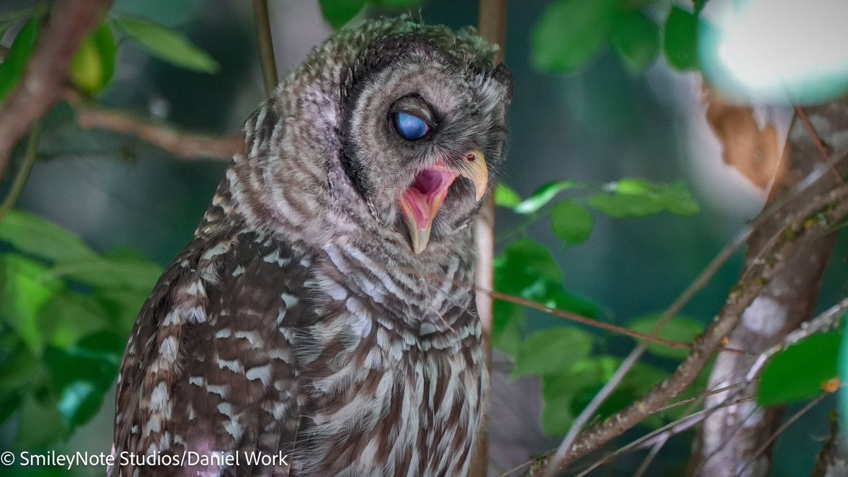 danielwork's tweet image. Barred Owls visiting us several times lately; twice right after I played my bass clarinet!  Spiritual coincidence? I think not.