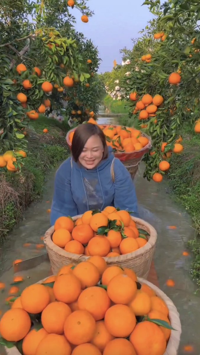 ecofarmfinder's tweet photo. 🍊🧡 Which came first, the color or the fruit? While some orange skins have added color, here's how to avoid artificially dyed: 

*Buy straight from growers #knowyourfarmerknowyourfood instead of grocery stores
*Buy #organic 
*Buy CA &amp; AZ grown, states that ban Citrus Red No. 2 https://t.co/ThhtCuTE5Z