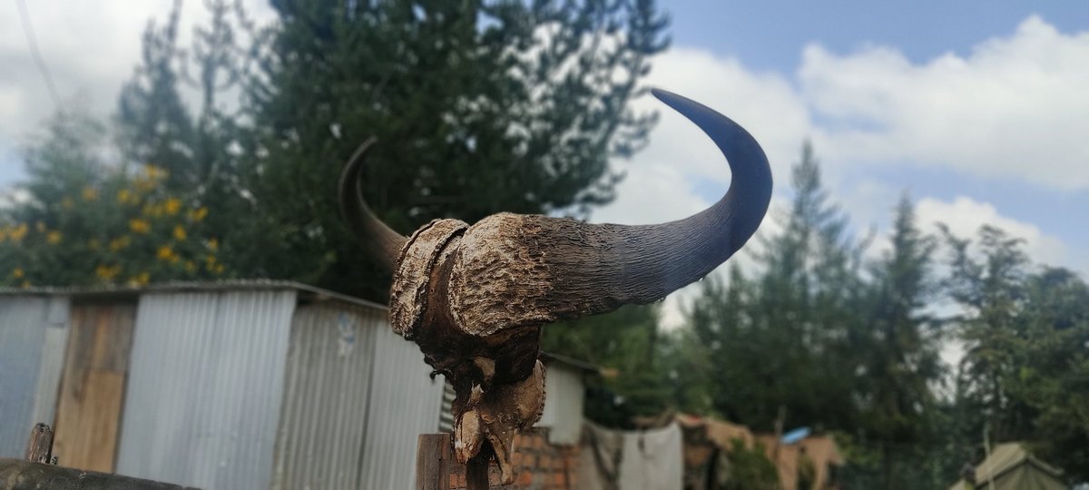 Bufallo SOLDIER. #wildlifephotography #Nature #PLatoon