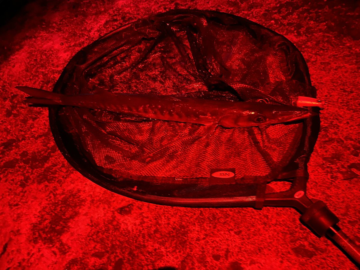 spinninglowcost's tweet image. Carango mediterraneo &amp;amp; barra a #lightspinning #spinning #lowcost  #barracuda #carango #fishing #kolpo #daiwa #insta360 #capcut video completo sul canale #youtube @spinninglowcost