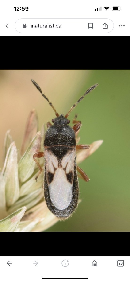 scott_viking's tweet photo. Happiness is finding #chinch bugs in your own lawn!  #turf.  Ugh https://t.co/Si9GCs9NM2