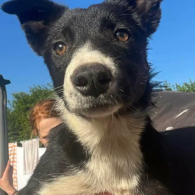Please retweet to help Kate, Tess and Scout find homes #CARMARTHENSHIRE #WALES 3 Collie pups aged 16 weeks. They are looking for active, committed homes that can take them to puppy classes. Please contact the shelter for more info. DETAILS or APPLY👇 westwalespoundies.org.uk/dogs/tess%2C-s…