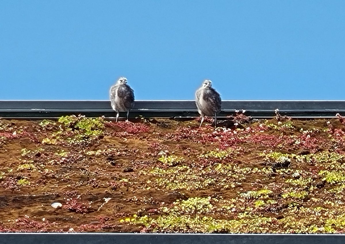 Two plump ones on the living roof of Dobbies, Aberdeen. Would anyone like to guess species? #TeamGull #SeabirderSaturday