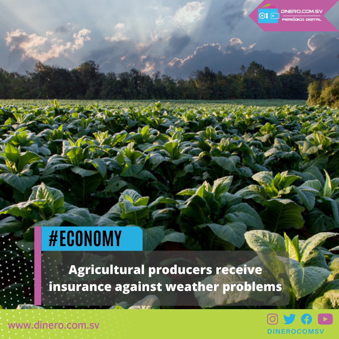 dinerocomsv's tweet photo. #Economy Agricultural producers receive insurance against weather problems @AgriculturaSV

Read it here: https://t.co/4iCEQugHQ6

#agriculturalproducers #insurance #weatherproblems #MinisteriodeAgricultura https://t.co/N7frkOIHCC