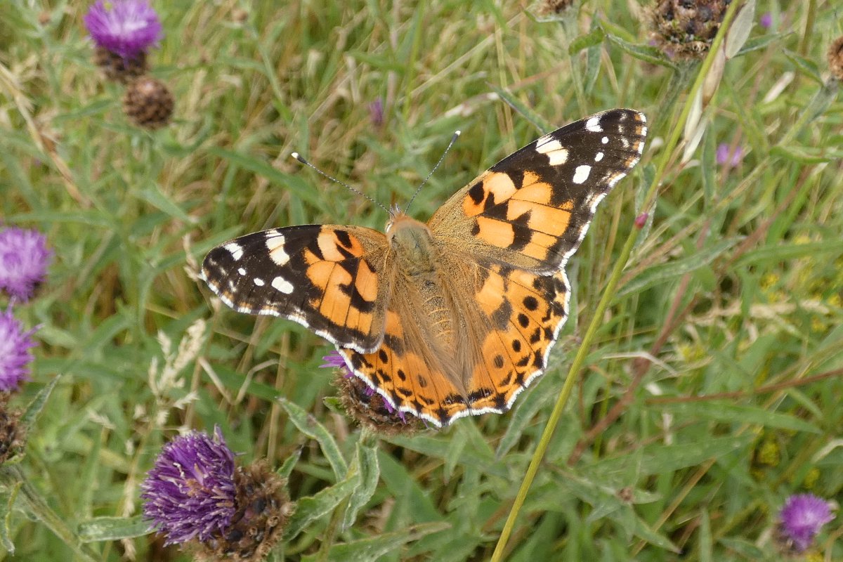 James Timms (@jamestimms5) on Twitter photo Painted Lady on Ryton Meadows <a href="/BCWarwickshire/">BC Warwickshire</a> <a href="/MikeSlater5/">Mike Slater</a> this morning before the rain. Also had two Lunar Hornet Moths videoed coming to the lure but could not get it to load. <a href="/savebutterflies/">Butterfly Conservation 🦋</a> @ukbutterflies <a href="/NatureUK/">NatureUK</a> <a href="/NaturalEngland/">Natural England</a> Painted Lady on Ryton Meadows <a href="/BCWarwickshire/">BC Warwickshire</a> <a href="/MikeSlater5/">Mike Slater</a> this morning before the rain. Also had two Lunar Hornet Moths videoed coming to the lure but could not get it to load. <a href="/savebutterflies/">Butterfly Conservation 🦋</a> @ukbutterflies <a href="/NatureUK/">NatureUK</a> <a href="/NaturalEngland/">Natural England</a>