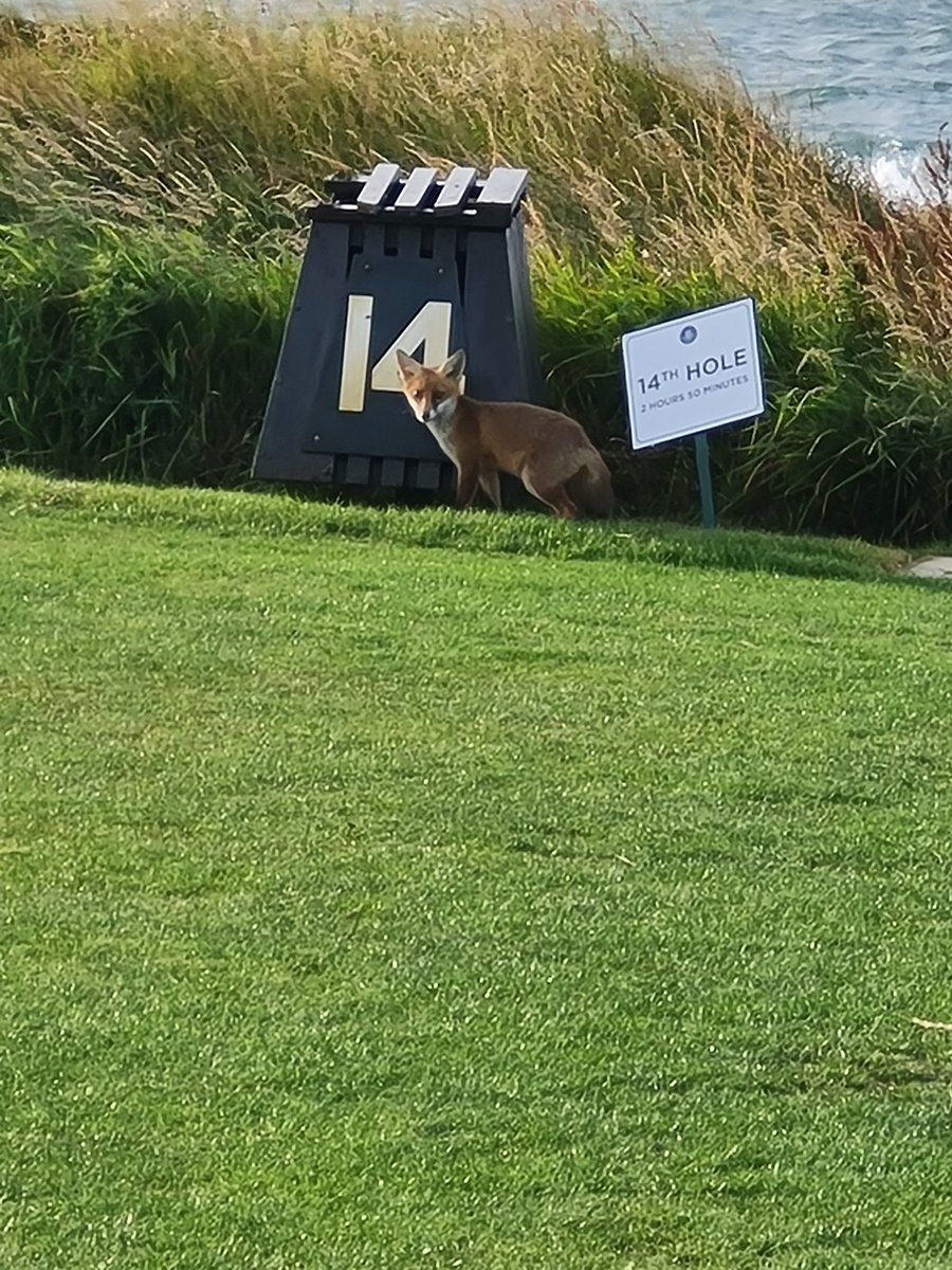 Fergusonuna's tweet photo. Little visitor this morning in Ardglass GC.  Left empty handed https://t.co/Jv1qsb4D1g