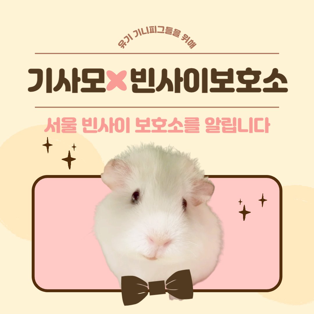 gossine__'s tweet photo. [RT부탁드려요] 유기 기니피그들을 위한 개인 보호소 '빈사이 보호소'를 홍보합니다. 기사모 협력 및 후원을 받는 기니피그 전용 보호소이며, 현재 비영리 단체 등록을 위한 회원을 모집하고 있으니 자세한 내용은 하단의 기사모 공지를 참조하여주세요. (타래에 이어서) https://t.co/2wxJ9RcpL1