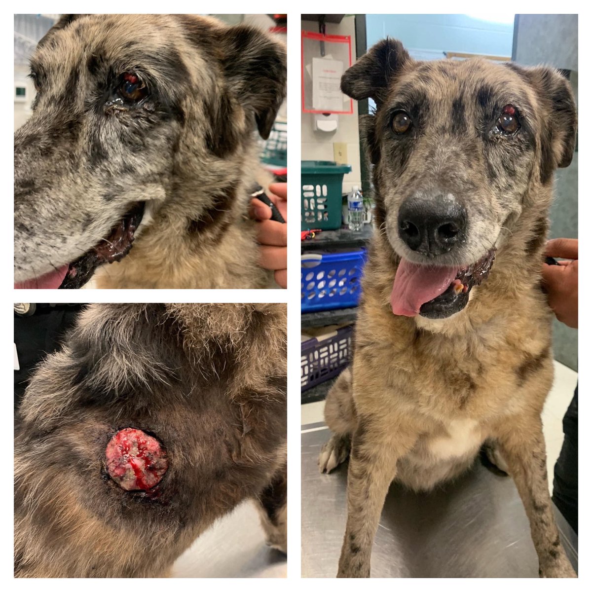 RoCoGB's tweet image. ⚠️GRAPHIC image⚠️
🆘ROSALIE INJURED SENIOR‼️
#A357175
🔥#Rescue or DIES 7/11🔥
GENTLE ROSALIE, cruelly NEGLECTED😢
She needs YOUR help🙏
Australian Cattle🐕
Painful BLEEDING, ULCERATED MASS on shoulder &amp;amp; eye 😢
SWOLLEN tummy HW+
Age related ARTHRITIS, rear limbs
Plz #pledge find…
