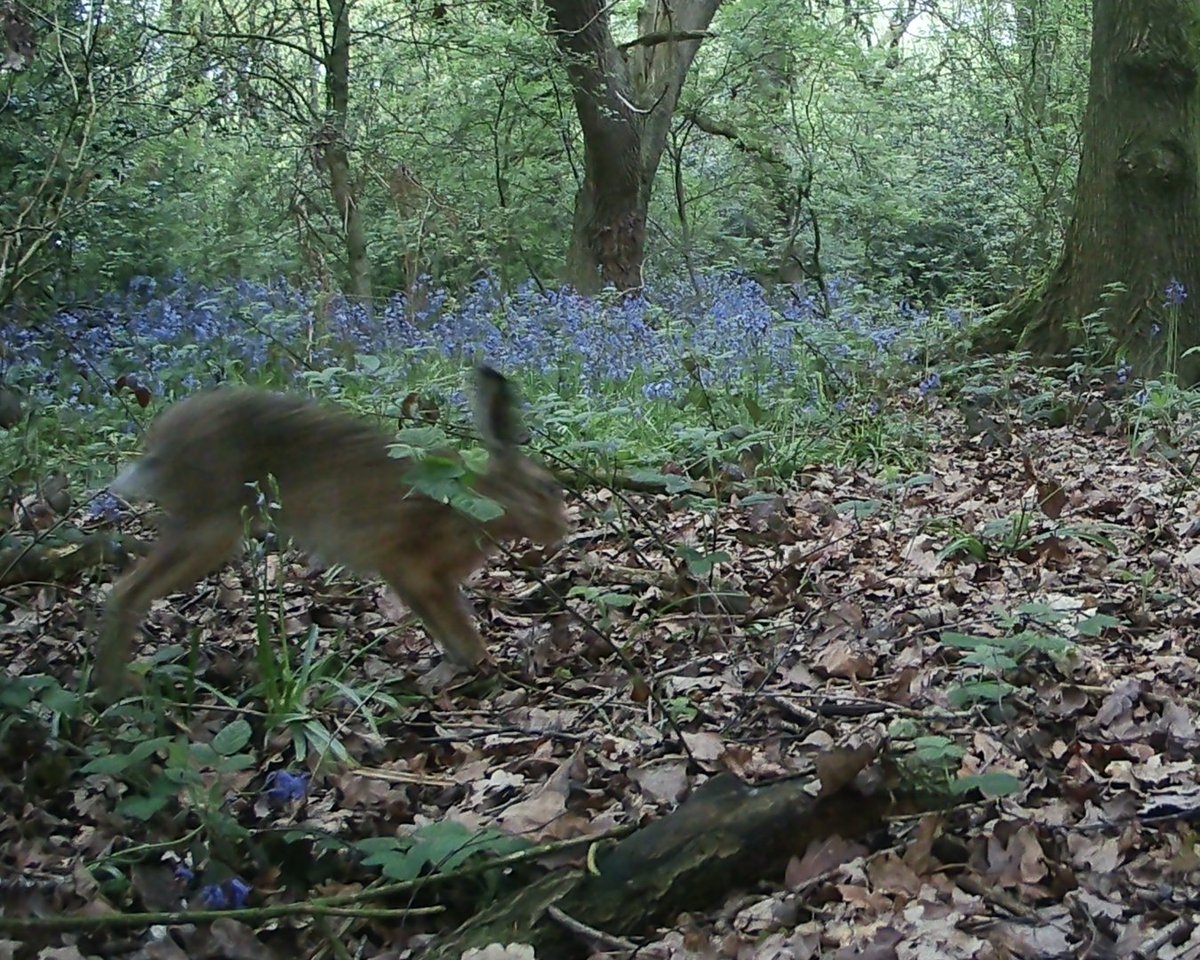 #Ancientwoodlands are Magic! A very busy #Hare  Places to go, #hares to see.  

#SaveHeybeck #SaveChidswell 

@Mammal_Society @YorksWildlife @WoodlandTrust @ChidswellGroup @mikr @een7gdr @IanThewildside