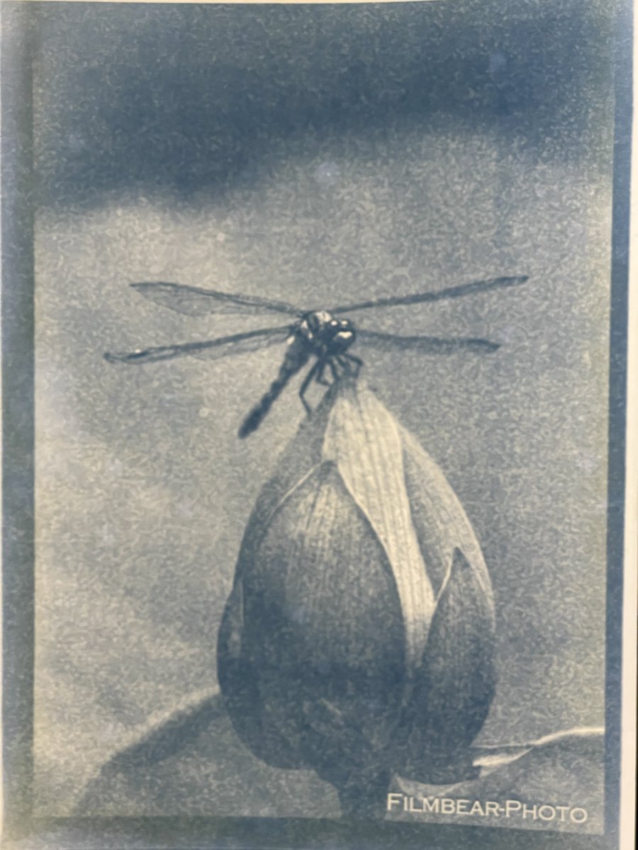 FilmBearPhoto's tweet photo. サイアノタイプ　からの　コーヒートーニング

ムラってますが、まぁ好き。

#サイアノタイプ 
#cyanotype 
#coffeetoning 
#toning
#古典技法 
#alternativeprocess https://t.co/AzUUZuUODq