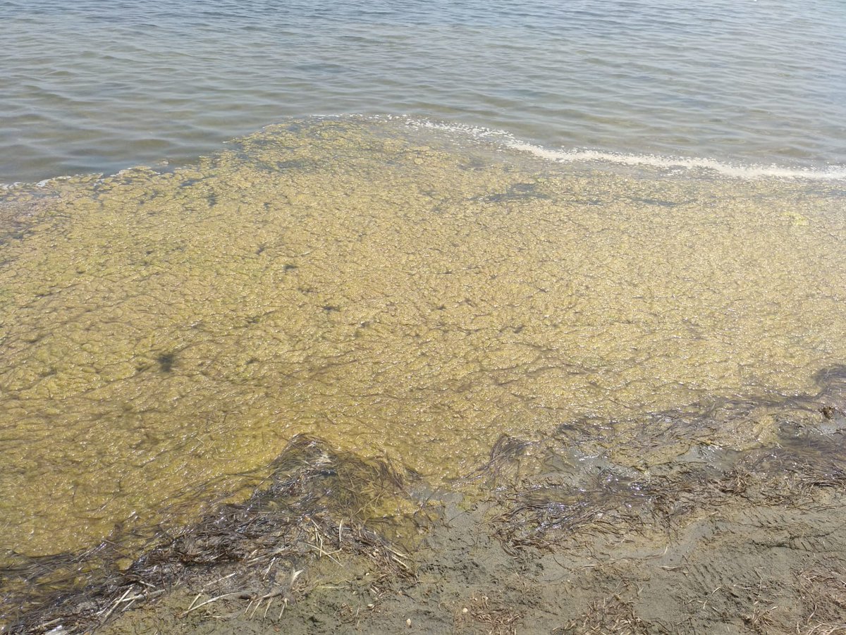 💓 Hemos acompañado a la ministra <a href="/ionebelarra/">Ione Belarra</a> en visita al 🌊#MarMenor para ver el resultado de años de desgobierno #PP en un entorno que debería ser una joya natural pero se encuentra en condiciones lamentables y casi sin bañistas.👉Ahora, con generosidad y entrega, toca <a href="/sumar/">Sumar</a>