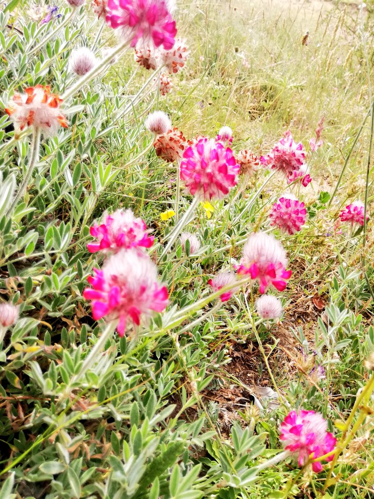 Sivasbalevi's tweet photo. Dağlar dağımdır benim
#ZİHNİÇİFÇİSİVASBALEVİ🇹🇷🌹📩
#Perga #arısütü #polen #safbal #bee #nahl #flowerhoney #beekeeping #sivas #SonDakika #gercekbal https://t.co/OJbo56aATI