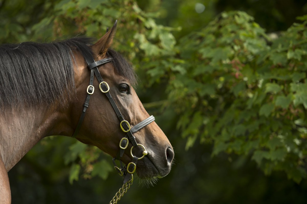 💫New Stakes winner for EQUIANO as Equality lands the G3 Coral Charge <a href="/Sandownpark/">Sandown Park</a> 🏆

Congrats to <a href="/cbhills/">Charlie Hills</a>, William Buick, Kennet Valley Thoroughbreds, Mr &amp; Mrs G Middlebrook 👏🏆 #needforspeed #stakessuccess