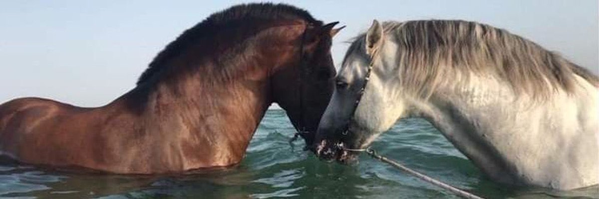 Horses🐎 (@thhorss) on Twitter photo 