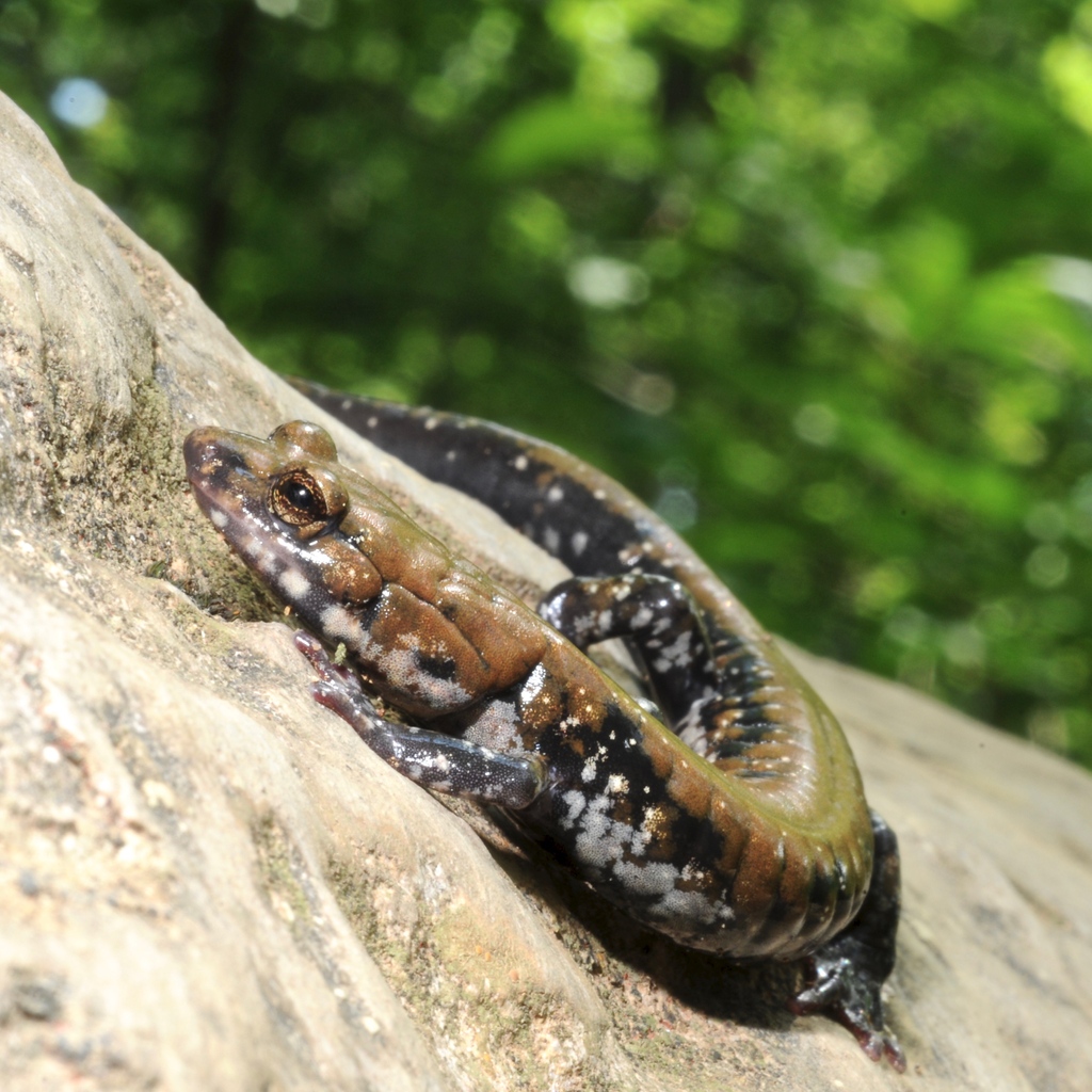 amphibianfound's tweet photo. You can't go wrong with a smidgen of pigeon on #SalamanderSaturday!

#PigeonMountainSalamander #Salamander #Salamanders #Amphibia #Caudata #Plethodon #Plethodonpetraeus #Plethodontidae #Amphibian https://t.co/j4DTUpqfiJ