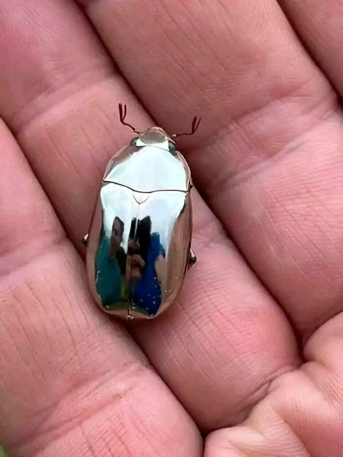 _hustlegram's tweet photo. This is rare mirror like beetle found in Costa Rica by a man while going for a walk.

#beetle #mirrorlike #beetles #rarebeauty #rareanimal #Rare #insect https://t.co/A57Ns6NRaJ