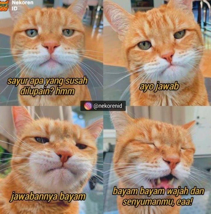 kompilasi meme kucing kocak &amp; gemoy

~a thread
