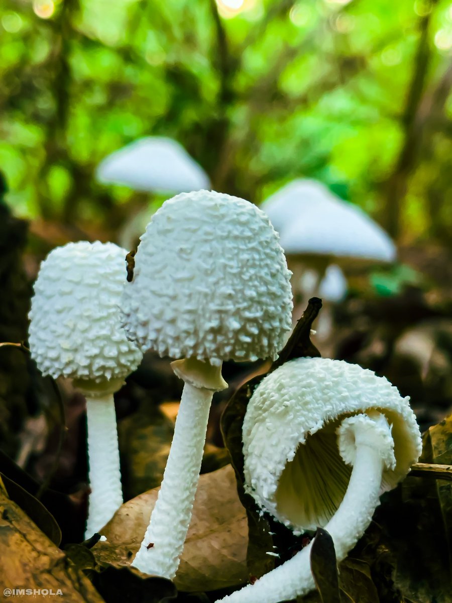 ImShola's tweet photo. Je ne sais pas si c'est le comestible mais ce truc avec sauce graine et pâte de maïs+Crincrin hey ça fait du bien dans le ventre 😊
#DiscoverBF #FasoPics #NaturePhotography #PhoneShoot https://t.co/2Z6gUqB1hb