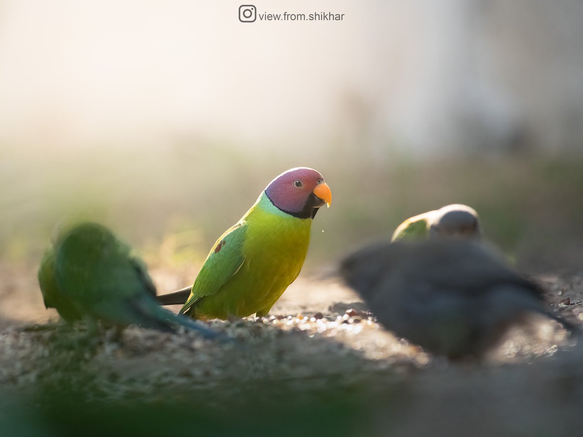 Nature's Palette: The mesmerizing hues of the Plum-headed parakeet.

#ThePhotoHour #SonyAlpha #CreateWithSony #SonyAlphaIn #IndiAves #BirdsOfIndia #birdwatching