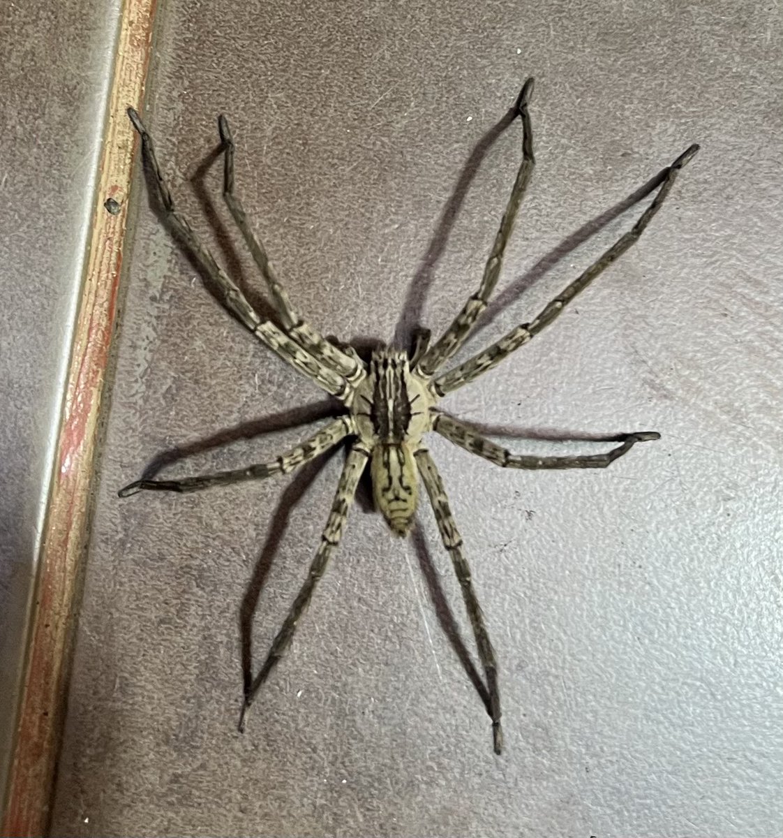 Arantzatm's tweet photo. @Arachno_Cosas Hola! Me podrías decir que araña es esta?
Mide aprox 10cm y está en la caribe de Costa Rica. https://t.co/WbNtlHtTUH