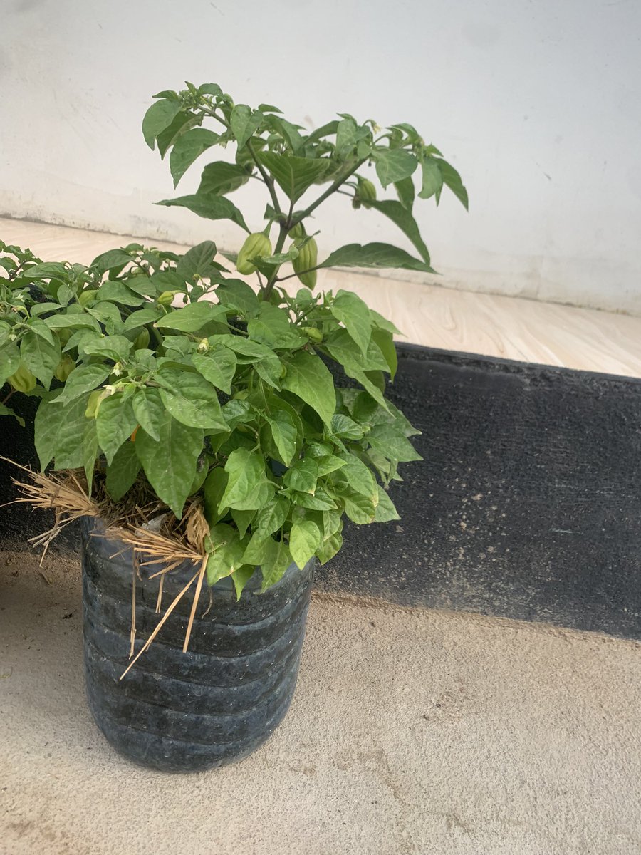 CKapilima's tweet photo. Can we talk about how my neighbor is absolutely killing it with their herb and plant game? 🌿🌱 Her garden is a lush paradise, and the aroma of fresh herbs fills the air! 🌿✨ Inspired and in awe of their green thumb prowess🌿🌸 #plantgoals #NeighborGoals https://t.co/ZbBYe8NF6G
