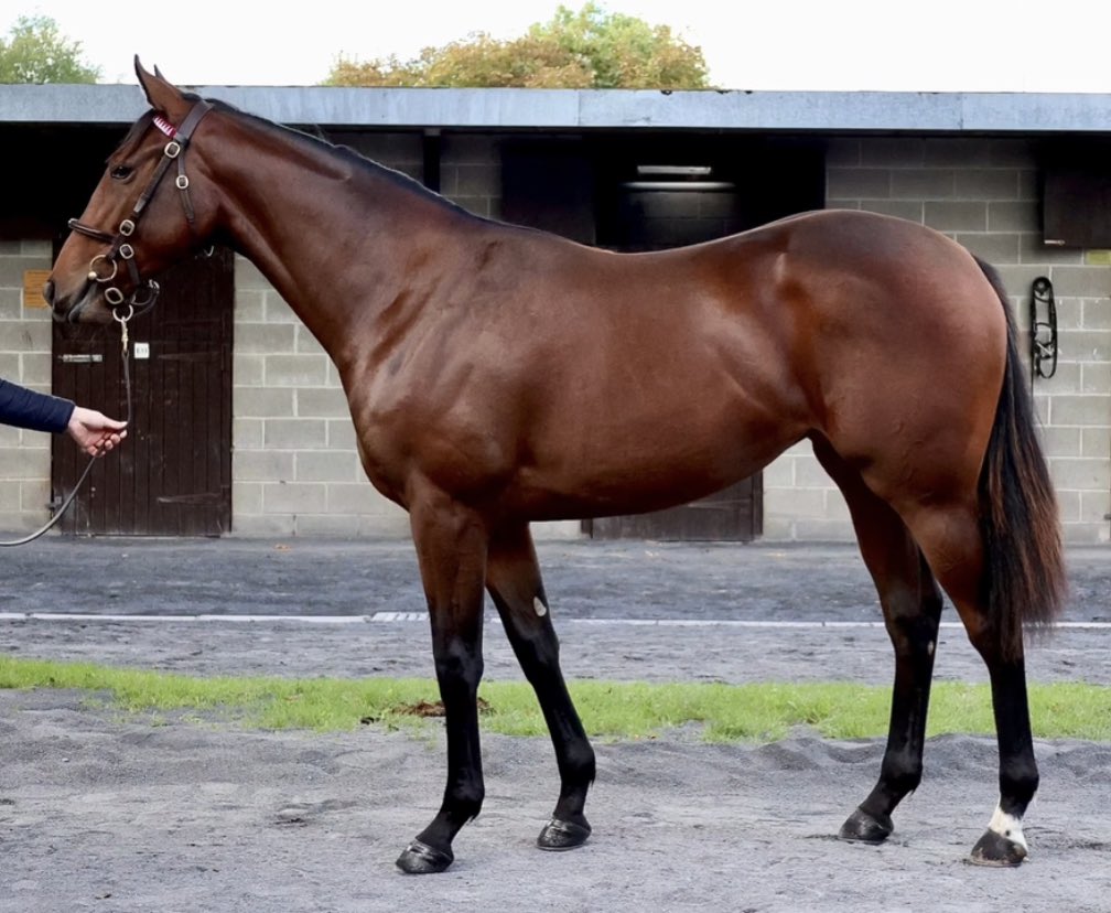 The classy Storm Miami by <a href="/DarleyEurope/">Darley in Europe</a> Blue Point wins first time out for Ger Lyons &amp; <a href="/ctkjockey/">Colin Keane</a> <a href="/NaasRacecourse/">Naas Racecourse</a> - purchased as a yearling by BGB with <a href="/RonanFitzp/">Ronan Fitzpatrick</a> on behalf of owner Mark Dobbin <a href="/Goffs1866/">Goffs</a> Orby from <a href="/KilminfoyleStud/">Kilminfoyle Hse Stud</a>