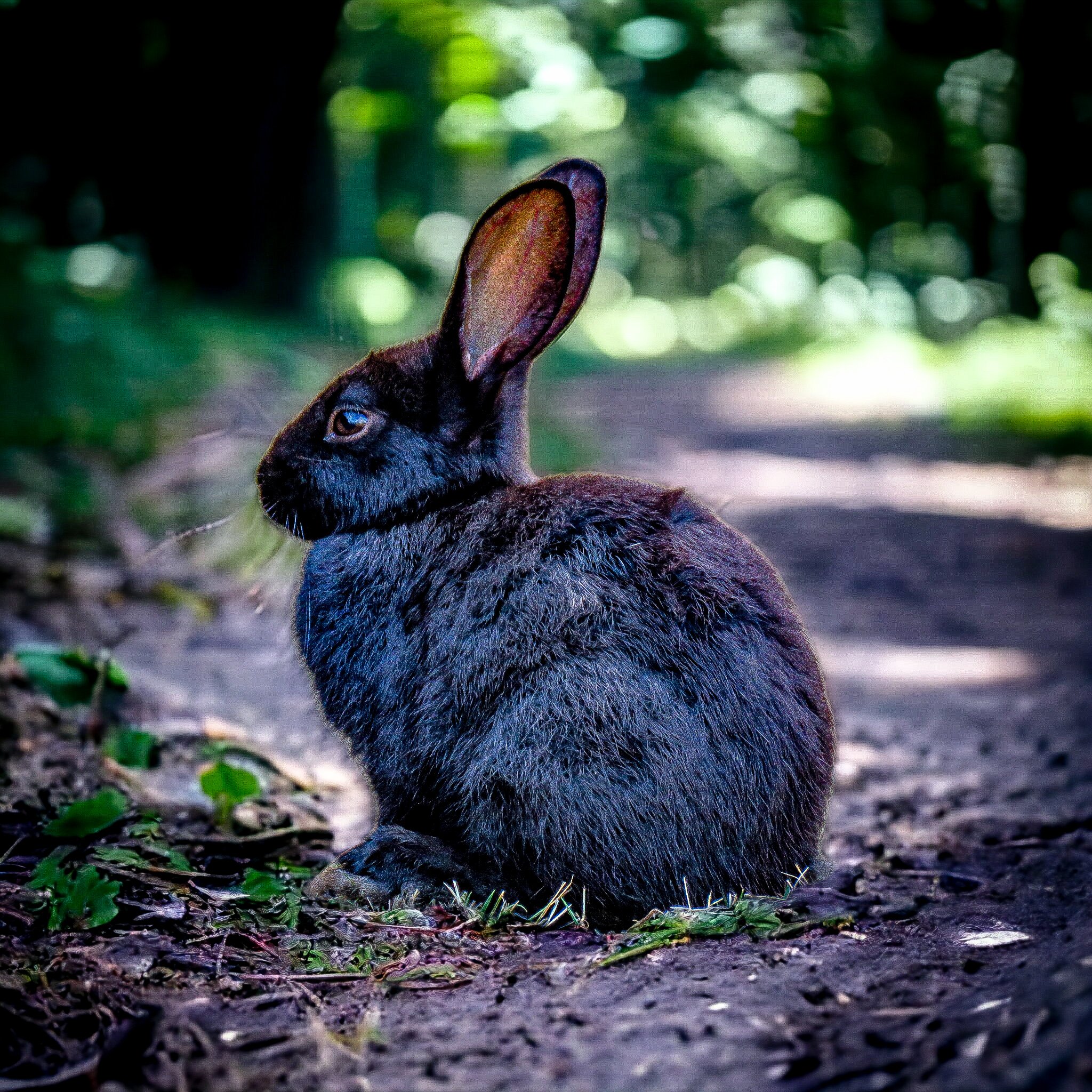 Brad Wildlife Photographer on Twitter "Photographed on Vancouver