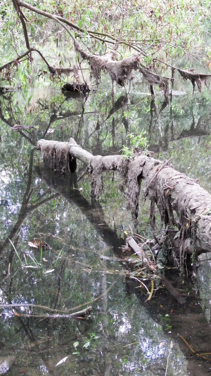 London Waterkeeper tweet media