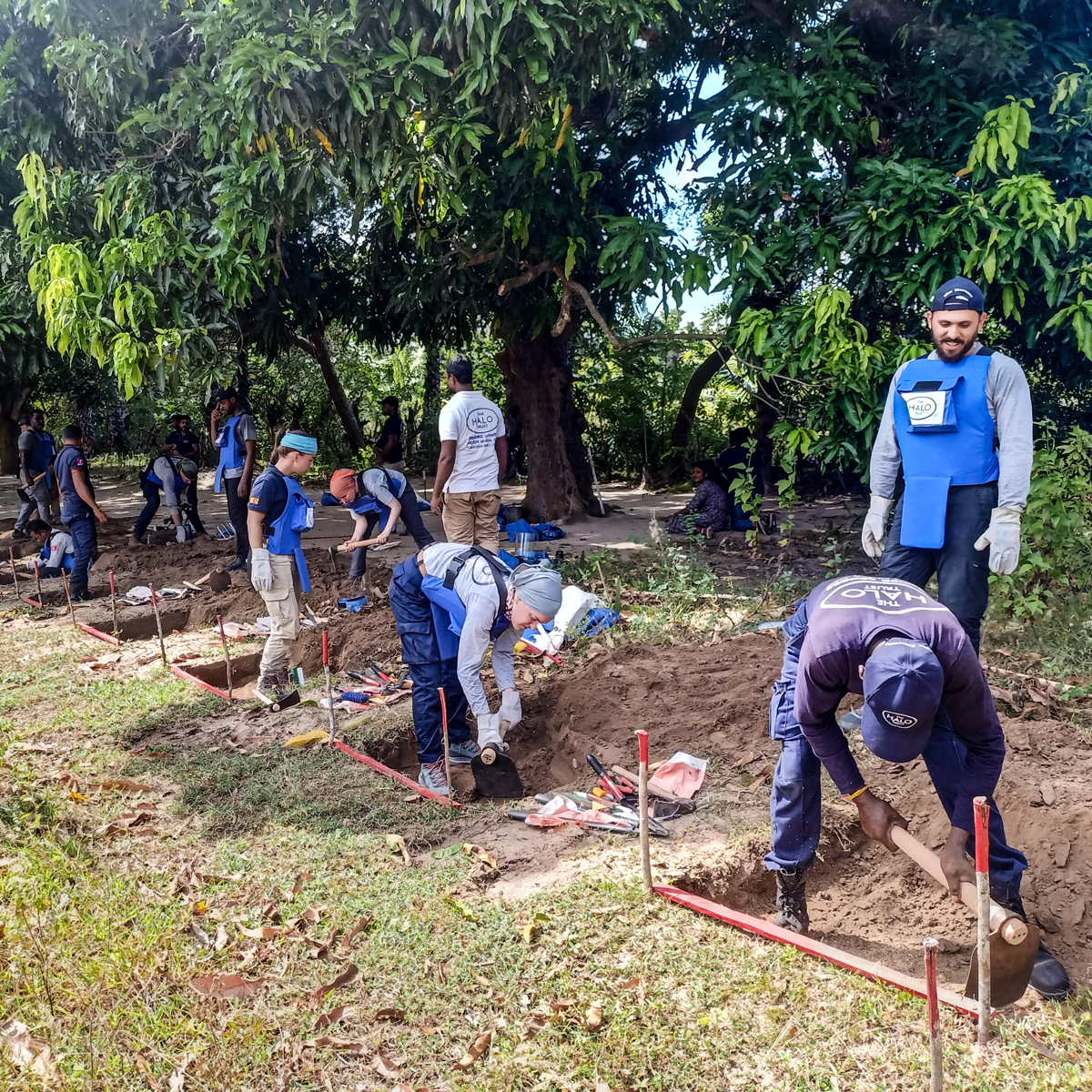 TheHALOTrust's tweet image. &quot;Live demining is challenging! But morale gets boosted when you find a real mine in the jungle minefields of #SriLanka.&quot;

#Demining takes resilience. Our Field Officer trainees need to learn every aspect of the job but nothing beats the feeling when you find your first #landmine.