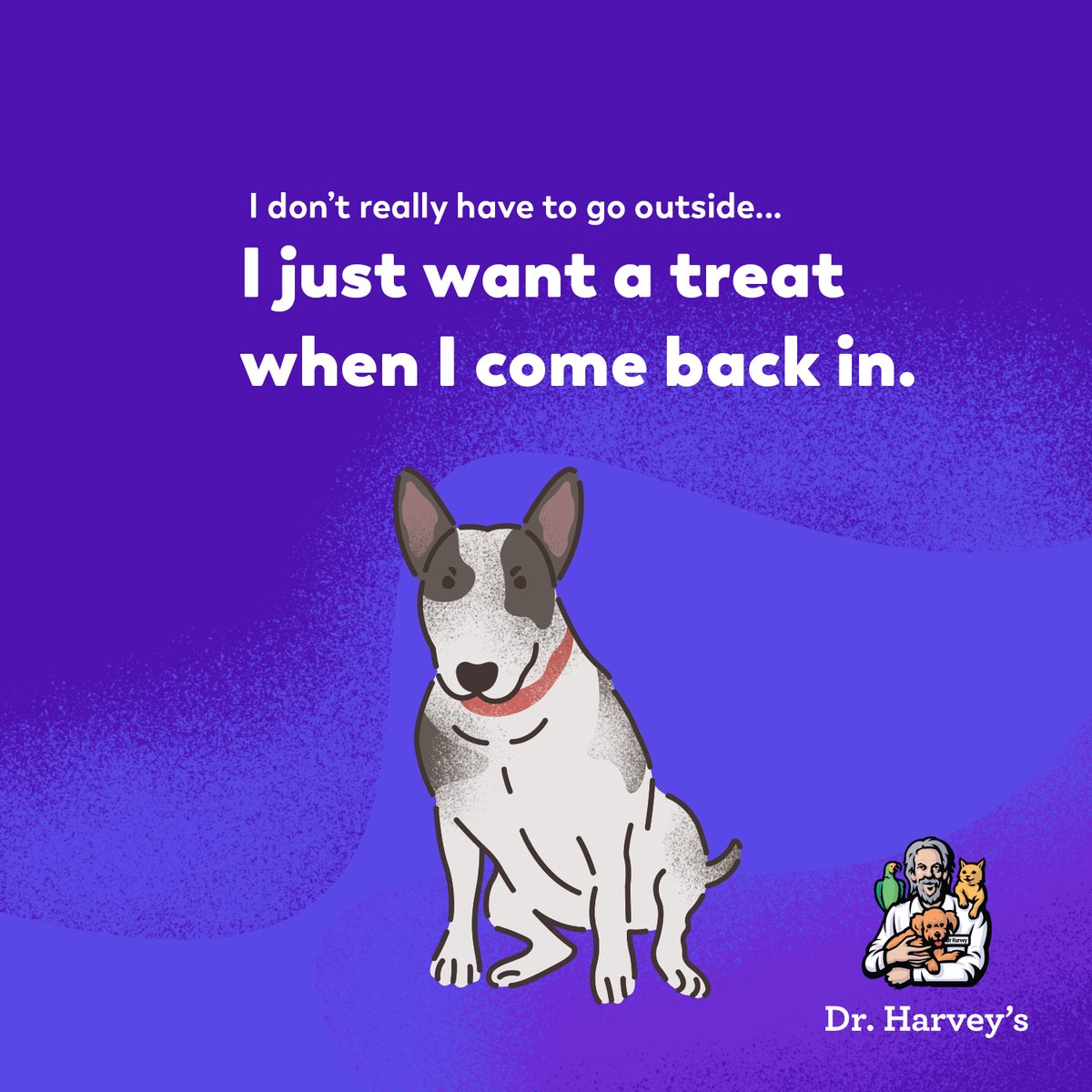 drharvey's tweet image. Dogs might just be the smartest species 🤣 But our treats our so good, we really can&apos;t blame them for doing what they gotta do to get more!  #deepdogthoughts #drharveysdogs #dogmemes #dogtreats #healthydogtreats #dogchews