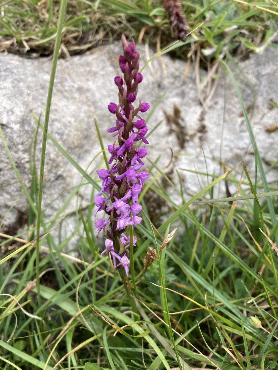 cotswoldyear's tweet photo. #FragrantOrchid #Limestone #limestonepavement #GreatDoukCave https://t.co/2MLTUg7qki