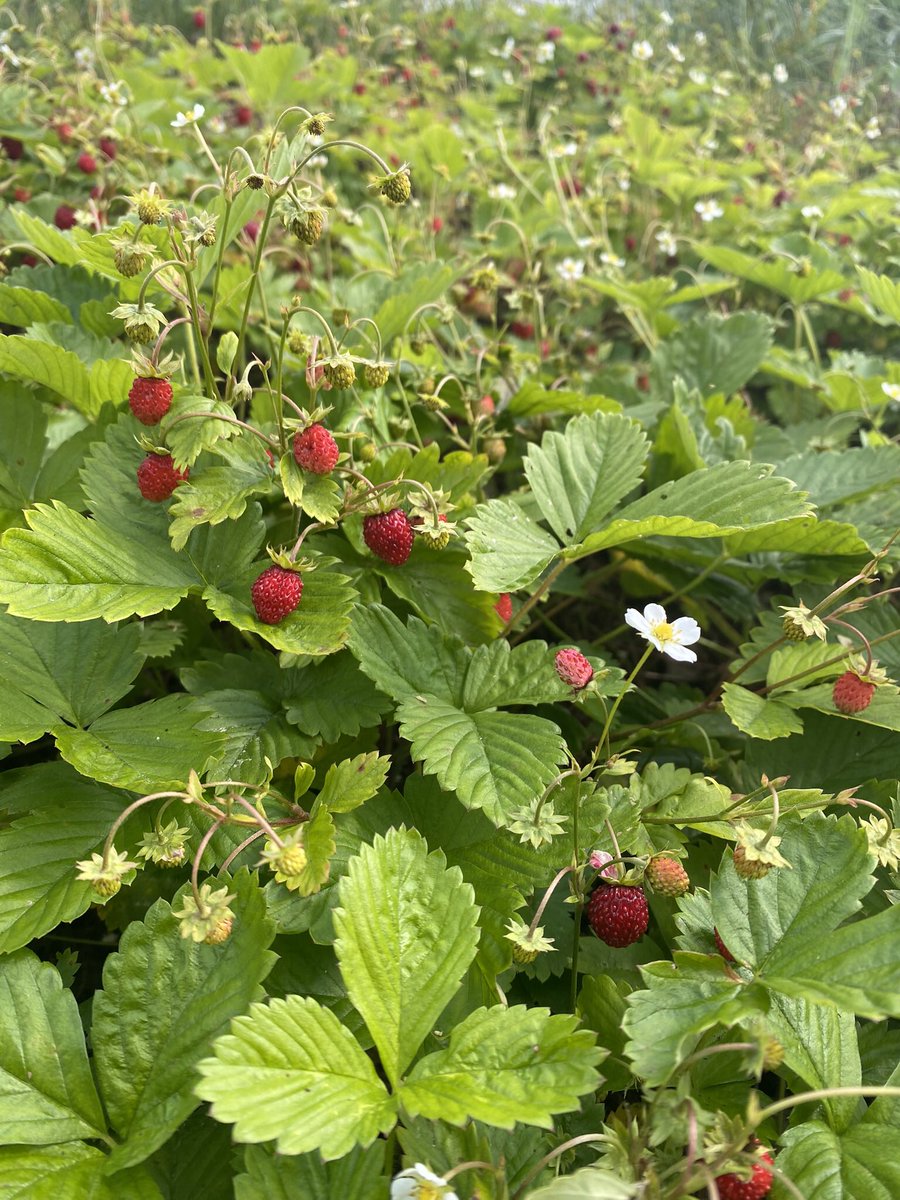 Oma maa mansikka 🍓😋