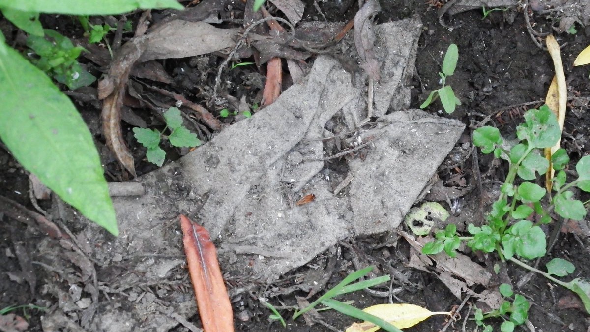 London Waterkeeper tweet media