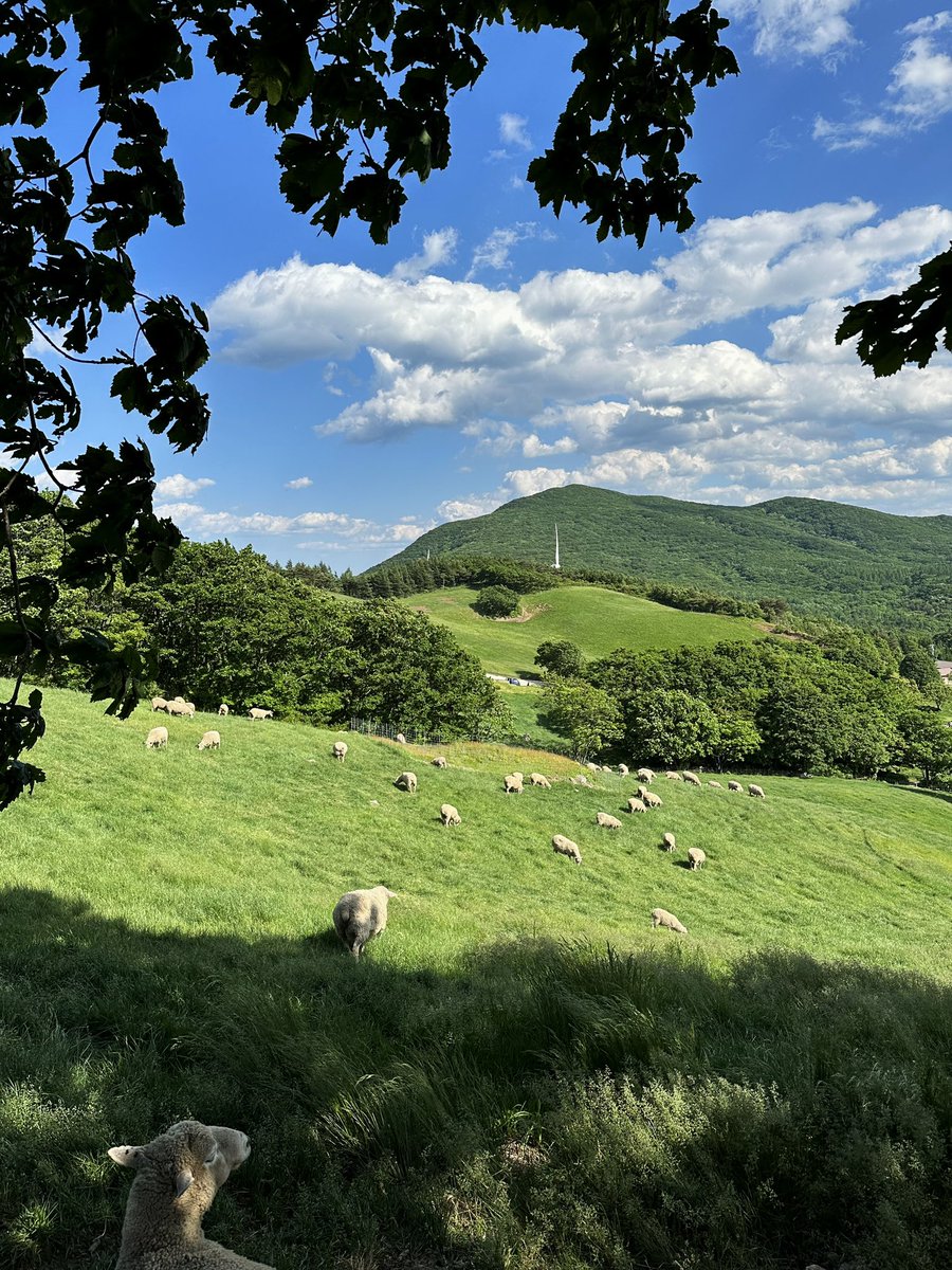 px2otx2o's tweet photo. 엄청난 힐링🐑🍃🐾 https://t.co/G6Sbbx9f6n