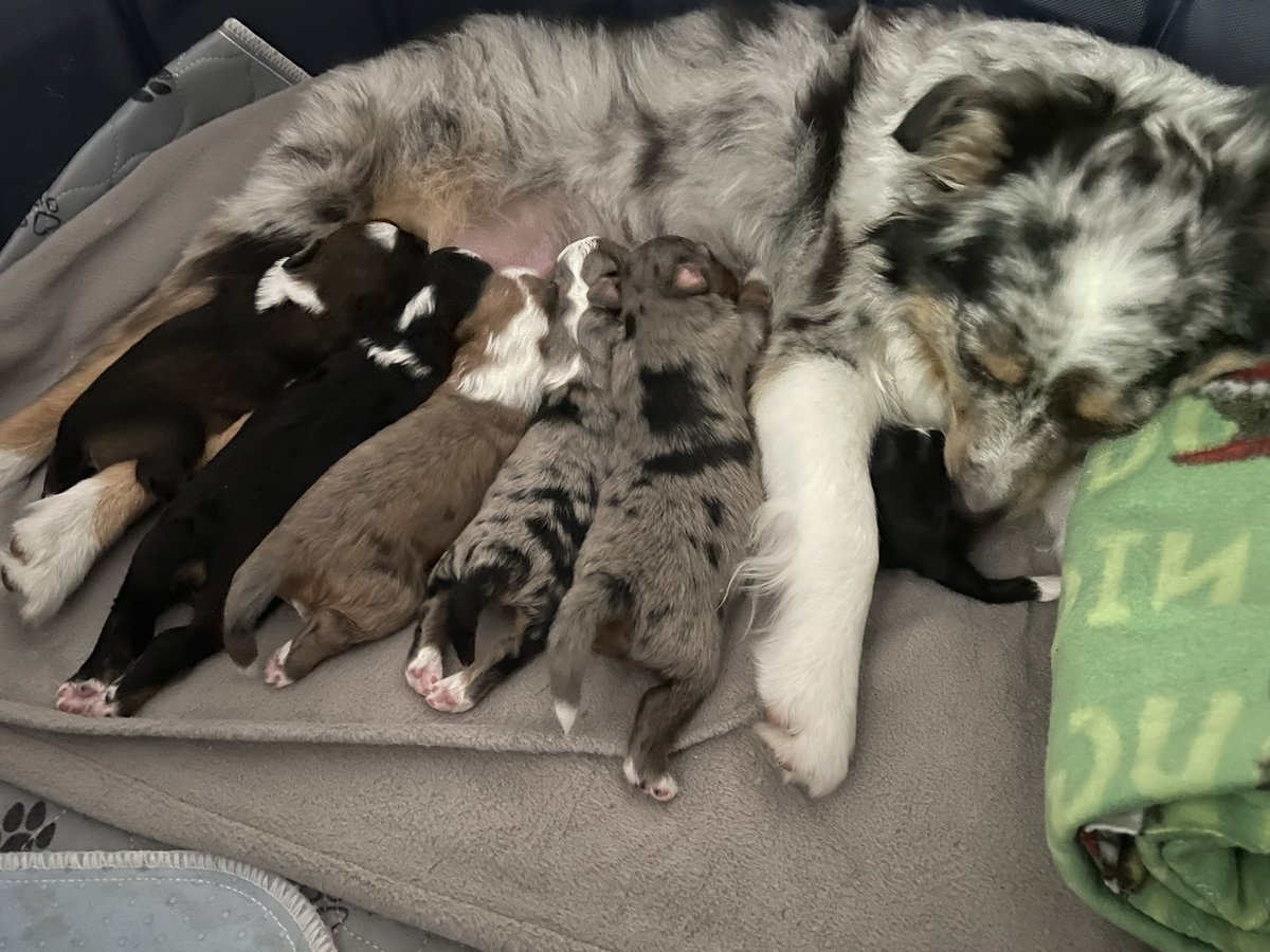 kevincrypt69420's tweet photo. #YOLO 11 days old #aussiepoo
Cherish what you have and don’t take life for granted
Build your empire for a better tomorrow
Happy Saturday everyone https://t.co/fAT9sgZXCy