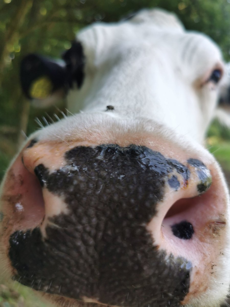 Bin heute um 6 Uhr aufgestanden um vor der Hitze zu wandern und hab jemand ganz zauberhaftes getroffen.