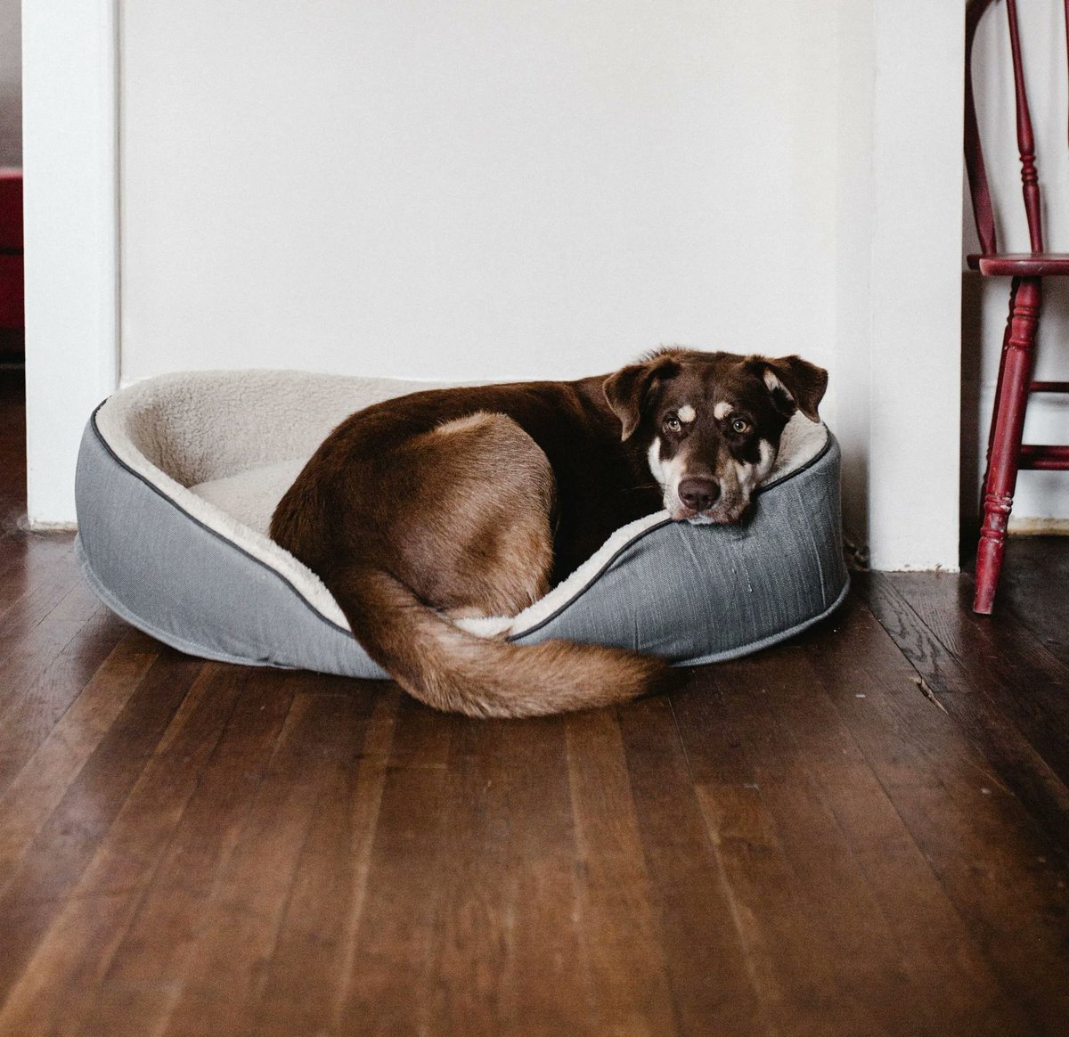 DogsStoreO tweet picture