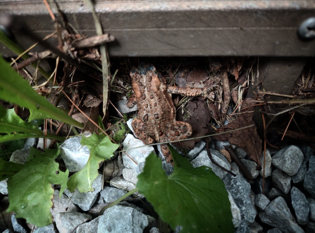 Premetheus's tweet photo. Taken Tuesday July 4th 2023 at 1:05 PM. #Toad #BigToad #Amphibian #Leaf #Leaves #Rock #Rocks #MetalFence #CloseUpPhotography #CloseUp #Summer #4thOfJuly #PureMichigan #MichiganAwesome #Michigan https://t.co/7vw8TnPFTc