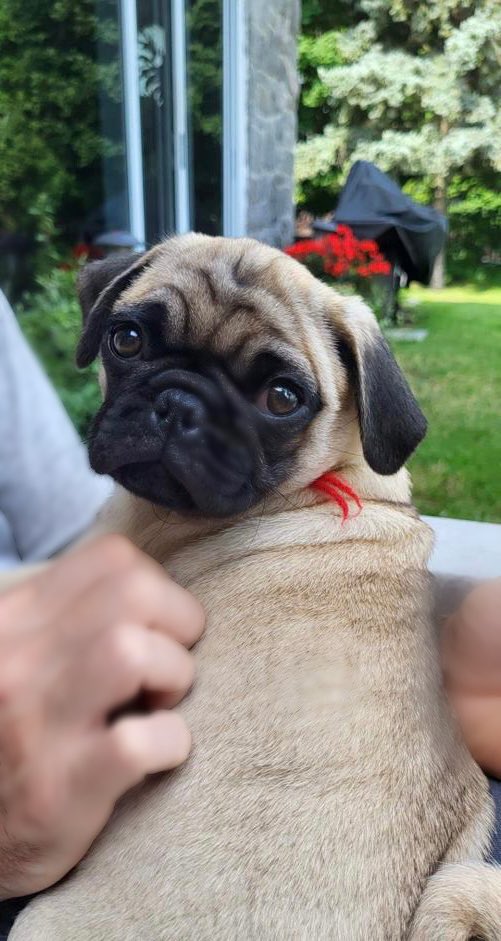 LebanesePug's tweet photo. Our new addition to the family …. Toby I 🐶🥂#pug #pugs #tobyone #toby https://t.co/vfFEyOlUHF