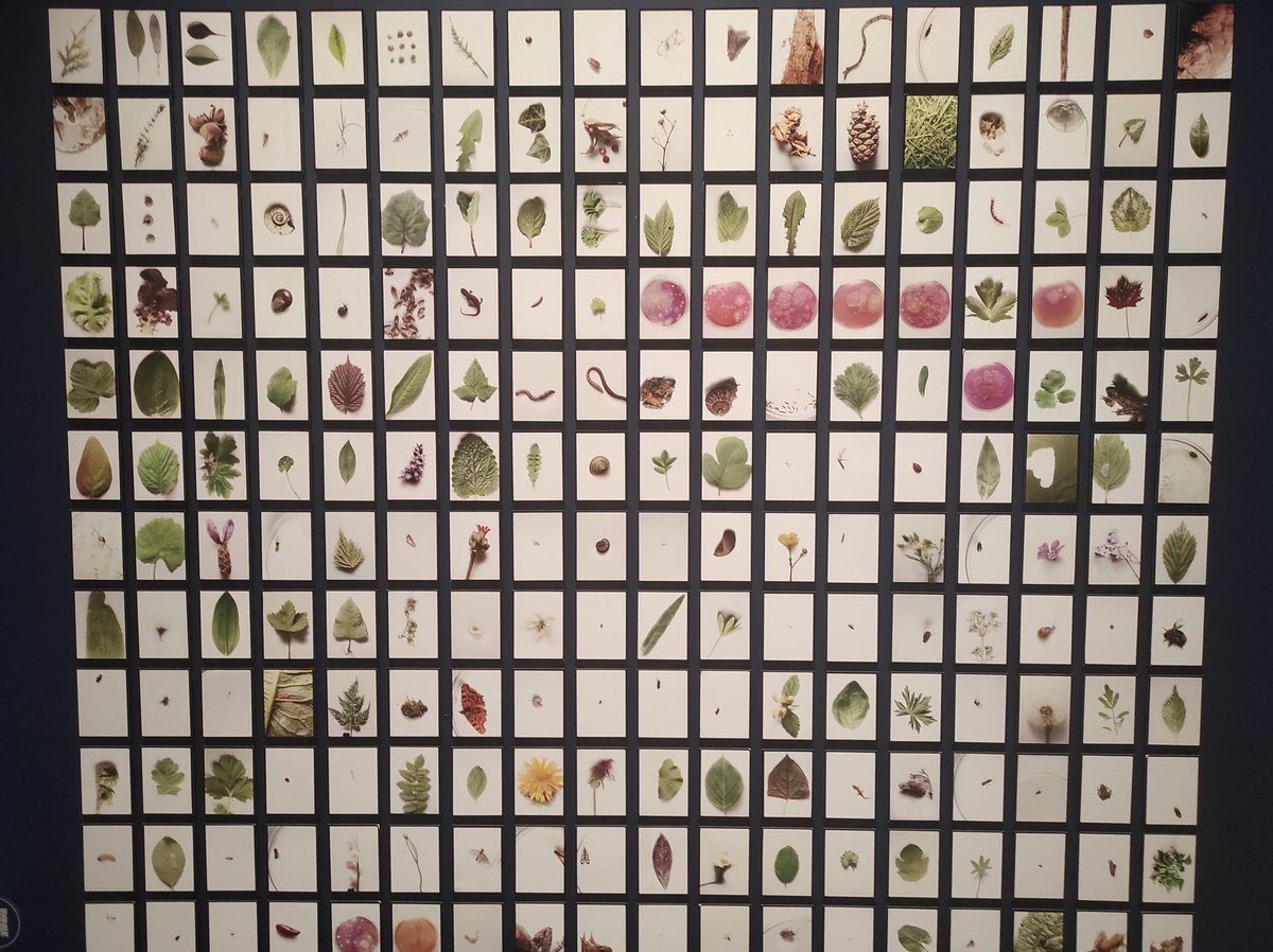 ClaerhoutTim's tweet photo. "Encyclopedie van een volkstuin" - Anne Grens (@nlfotomuseum). 

De diversiteit in je tuin valt niet te onderschatten. Ik mis echter de korstmossen op het werk... 

#verborgenstadsnatuur https://t.co/8mc3BFwbA1