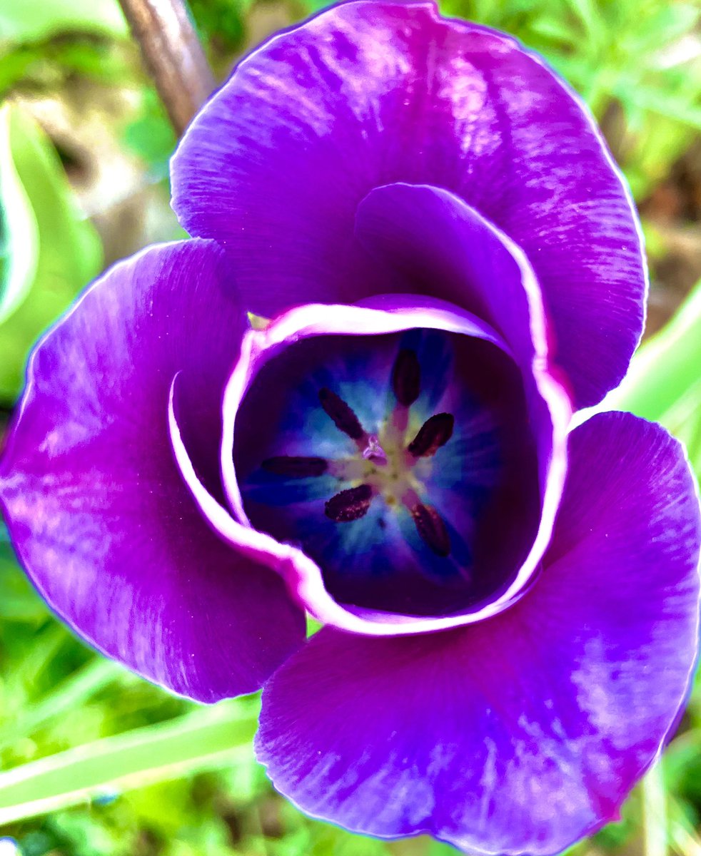 animatedhello's tweet photo. Playing with portrait mode.
#flowers #tulips #bokeh #purple #pink #animatedhello https://t.co/t1I3jtPLoY